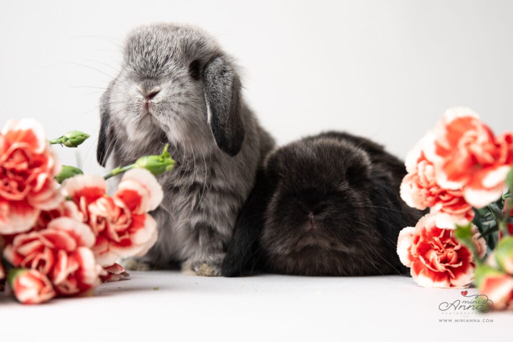 Mini Anna photographing bunnies with flowers in Sausalito studio