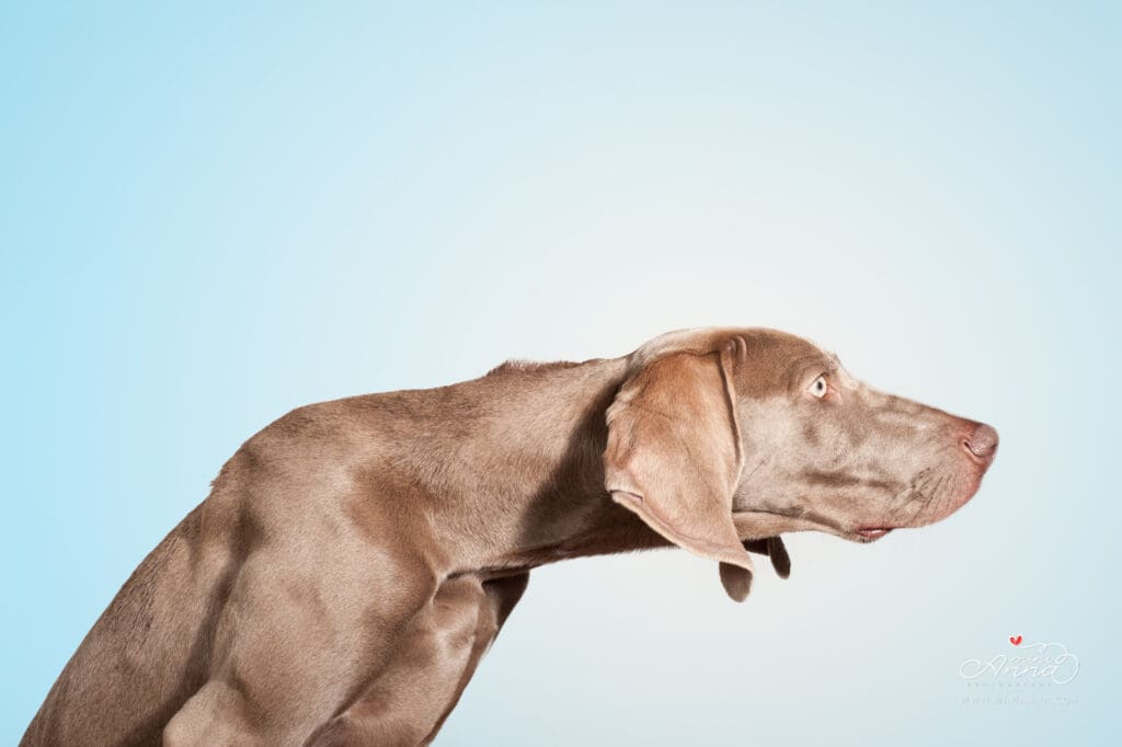 Silly pet photos in bay area studio