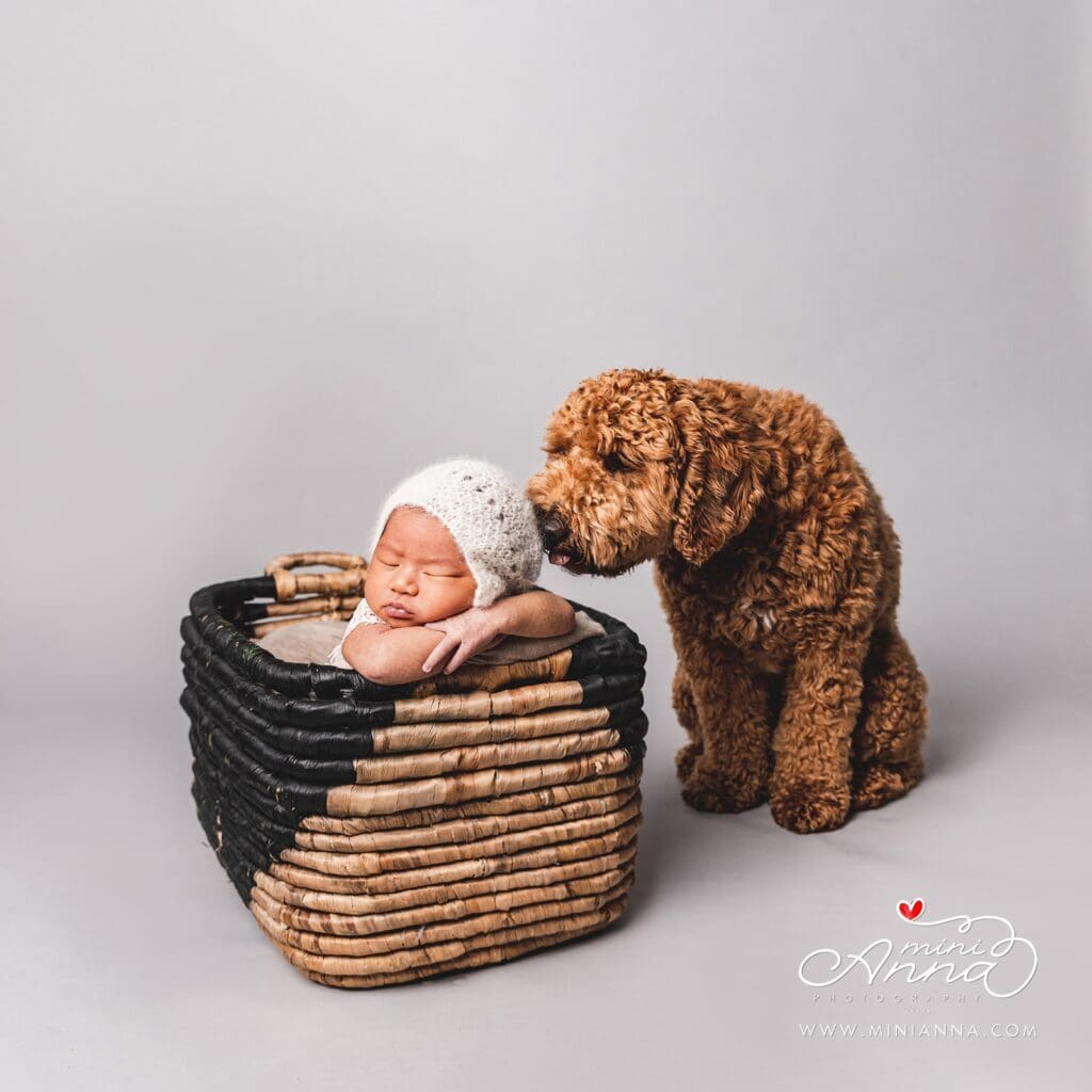 Full-service dog photography in Bay Area