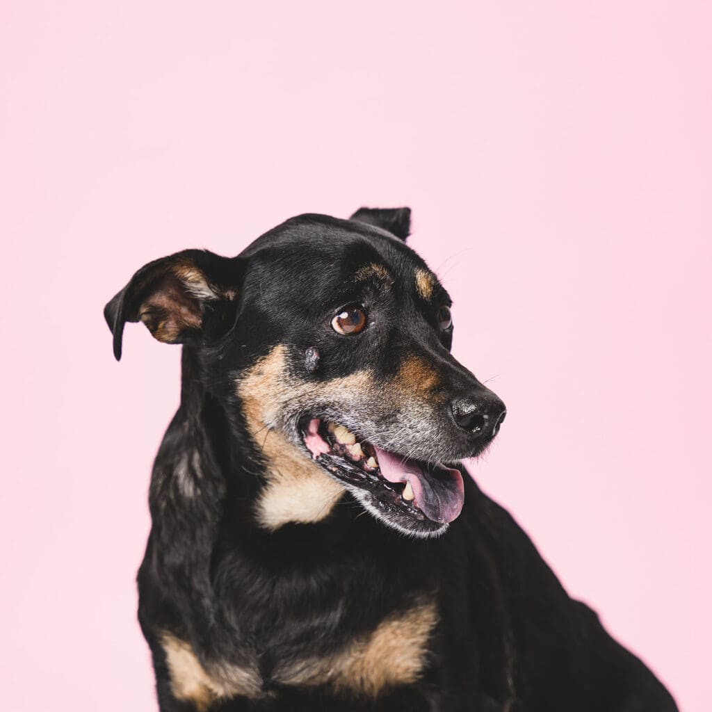 Cora the dog posing for pet portrait in Marin County studio