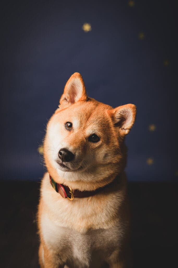 Pet-friendly family photo with dog
