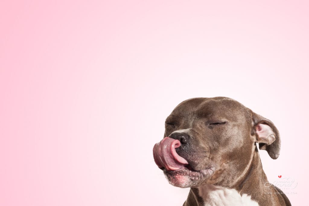 Perfect pit bull licking lips in studio session
