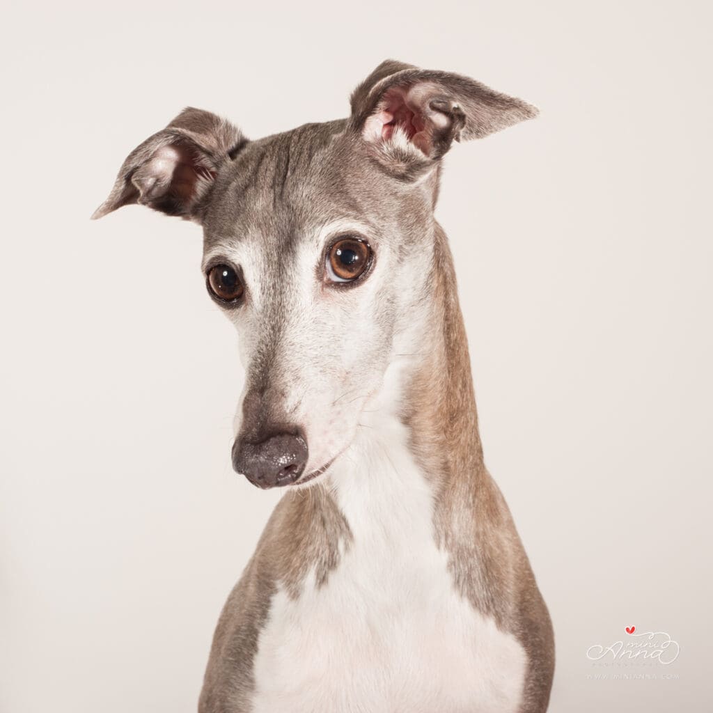 Indoor dog portrait session in Southern Marin