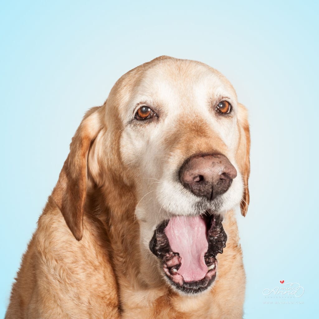 Sausalito pet photography with love and care